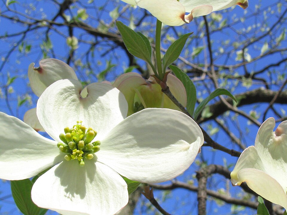 Datei:Blooming Dogwood.jpg