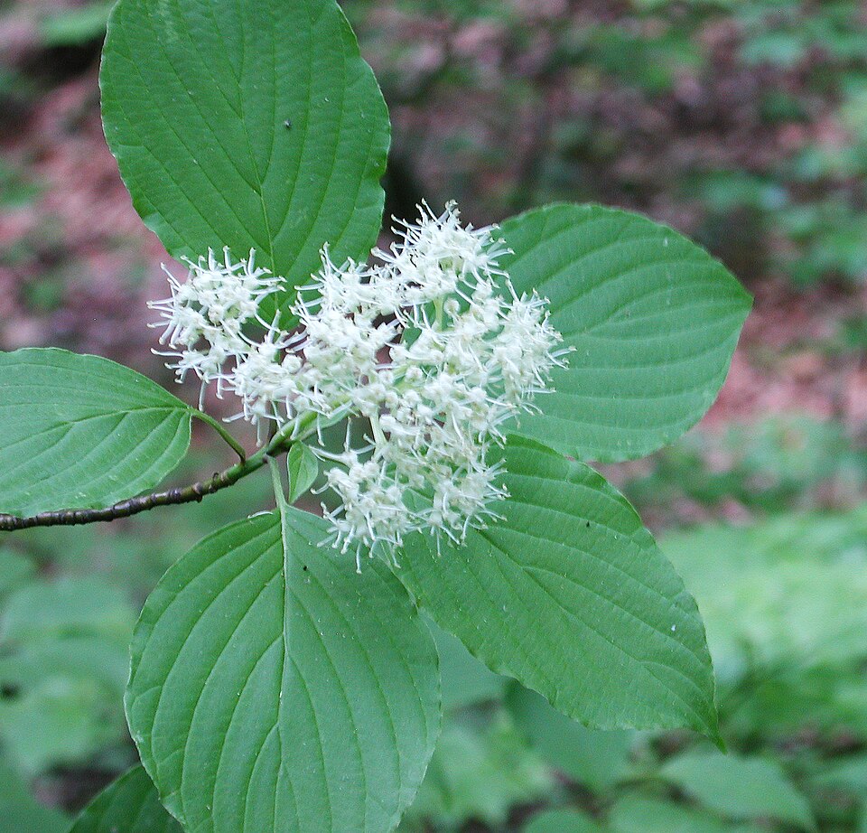 Datei:Jk-cornus alternifoliaflower.jpg